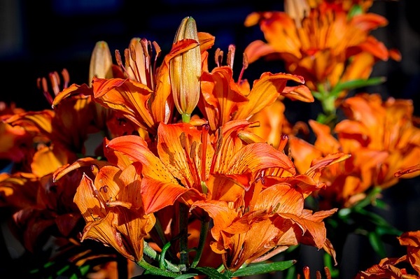Tips For Growing Lilies - Lilium bulbiferum Fire Lily