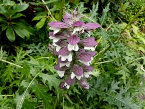 Bear’s Breeches Flower Spike - Acanthus spinosus (photo by Rosana Brien / My Garden Plot)