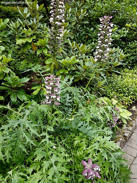 Acanthus Bear’s Breeches Garden Border (photo by Rosana Brien / My Garden Plot)