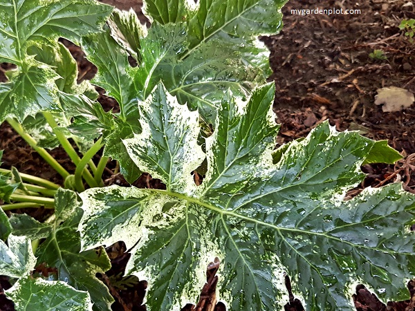 Acanthus Whitewater Variegated Bear's Breeches (photo by Rosana Brien / My Garden Plot)