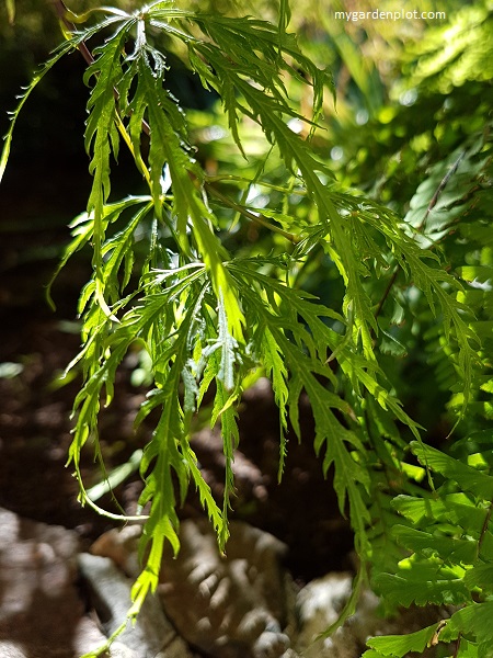 Weeping Japanese Maple Leaf aka Laceleaf Japanese Maple (photo by Rosana Brien / My Garden Plot)