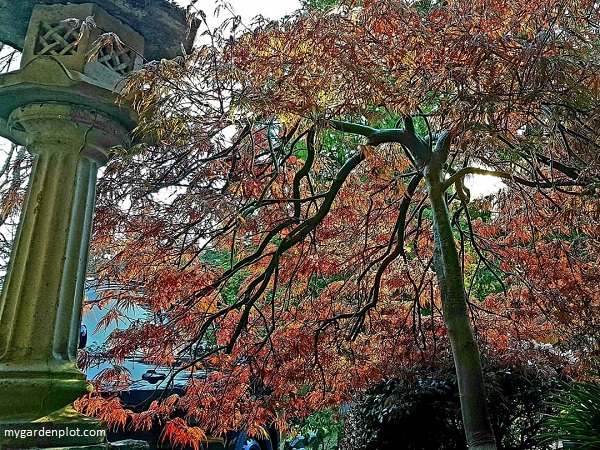 You are currently viewing Weeping Japanese Maple Tree Care