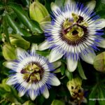 Passiflora Caerulea, Blue Passion Flower (photo by Rosana Brien / My Garden Plot)