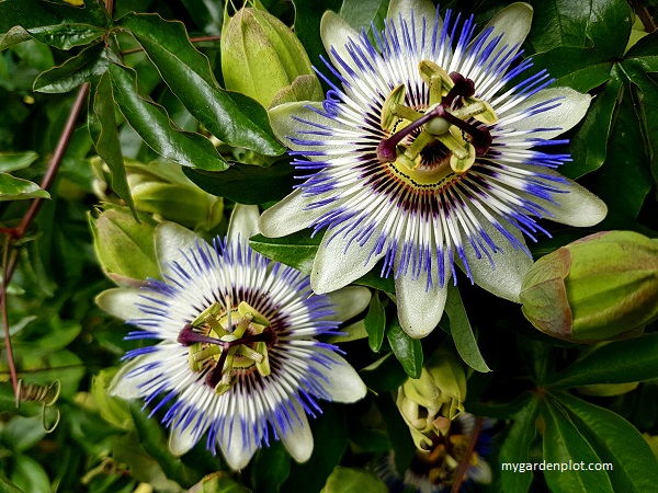 You are currently viewing How To Grow Blue Passion Flower