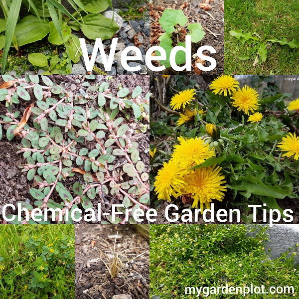 Chemical-Free Garden Tips For Effective Weed Removal And Prevention (photos by Rosana Brien / My Garden Plot)