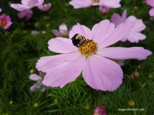 Cosmos Flowers Attact Bees, Birds And Butterflies (photo by Trevor Brien / My Garden Plot)