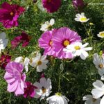 Growing Annual Cosmos (photo by Rosana Brien / My Garden Plot)