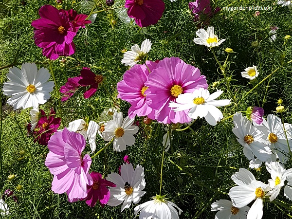 You are currently viewing How To Grow Cosmos