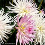 Dahlia Flowers (photo by Rosana Brien / My Garden Plot)