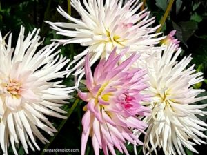Dahlia Flowers (photo by Rosana Brien / My Garden Plot)