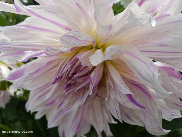 Dahlia “Mom’s Special” (photo by Rosana Brien / My Garden Plot)