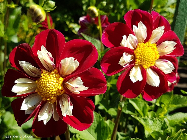 Dahlia “Red and White Starsister” (photo by Rosana Brien / My Garden Plot)