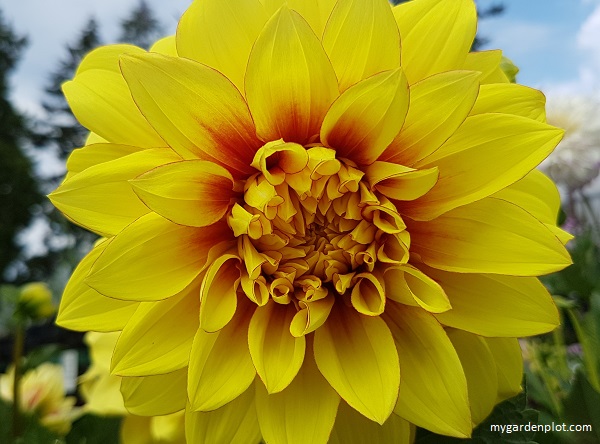 Dahlia "Dazzling Sun" (photo by Rosana Brien / My Garden Plot)