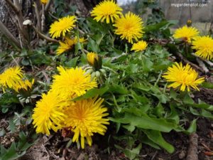 Chemical-Free Gardening Tips For Effective Weed Removal And Prevention. Dandelions - Weeds are just plants growing in the wrong place
