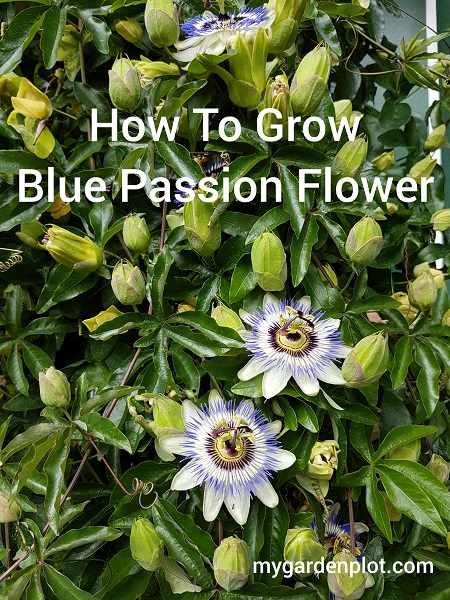 How To Grow Blue Passion Flower (photo by Rosana Brien / My Garden Plot)
