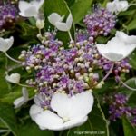 Hydrangea Flowerhead (photo by Rosana Brien / My Garden Plot)