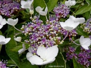 Hydrangea Flowerhead (photo by Rosana Brien / My Garden Plot)