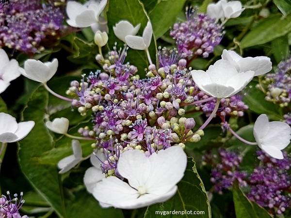 You are currently viewing Growing Hydrangeas