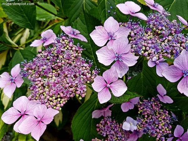 Hydrangea Lacecap (photo by Rosana Brien / My Garden Plot)