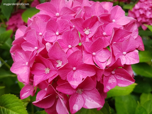 Hydrangea Mophead (photo by Rosana Brien / My Garden Plot)