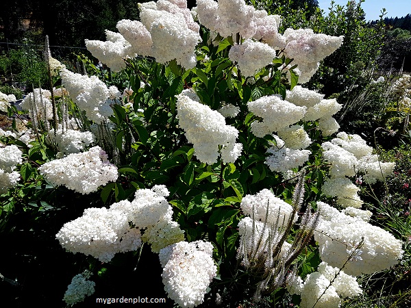 Hydrangea paniculata (photo by Rosana Brien / My Garden Plot)