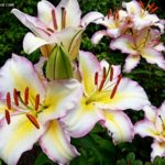 Lilium Oriental Lily ‘Captain Tricolore’ (photo by Rosana Brien / My Garden Plot)