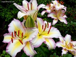 Read more about the article Tips For Growing Lilies