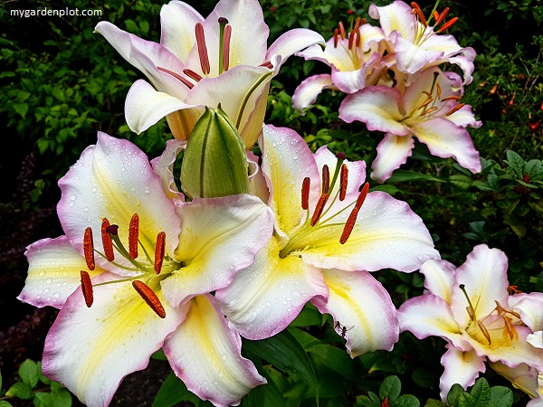 You are currently viewing Tips For Growing Lilies