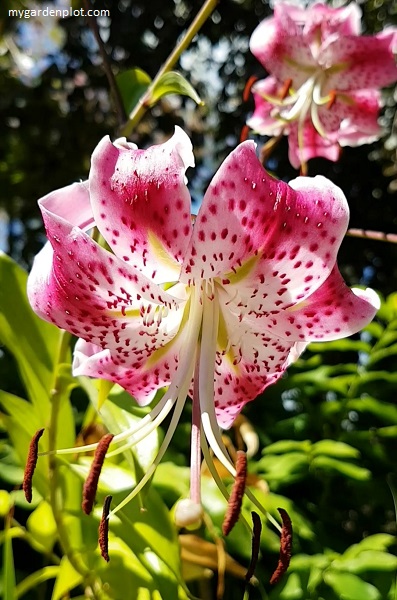 Lilium speciosum var. rubrum - Red Japanese Lily or Rubrum Lily (photo by Rosana Brien / My Garden Plot)