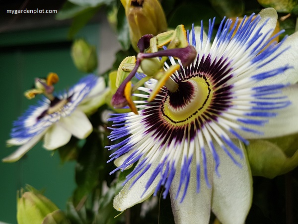 Passiflora, Blue Passion Flower, is complex and strange (photo by Rosana Brien / My Garden Plot)