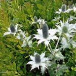 Eryngium: Sea Holly (photo by Rosana Brien / My Garden Plot)