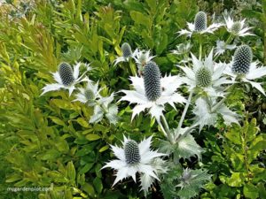 Read more about the article Sea Holly Plant Care