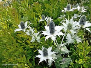 Eryngium: Sea Holly (photo by Rosana Brien / My Garden Plot)