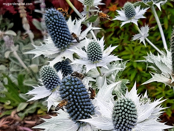 Eryngium: Sea Holly Is A Bee-Magnet In A Garden (photo by Rosana Brien / My Garden Plot)