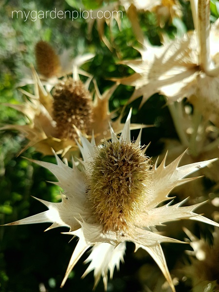 Sea Holly Plant In Autumn (Fall) Garden (photo by Rosana Brien / My Garden Plot)