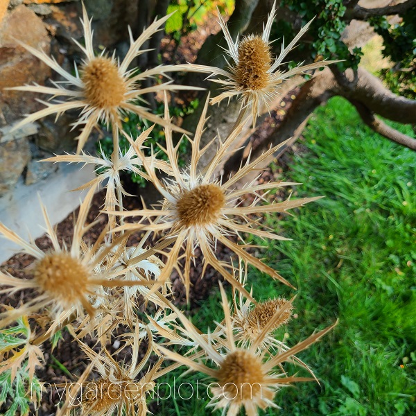 Sea Holly In October Sunshine (My Garden Plot / Rosana Brien)