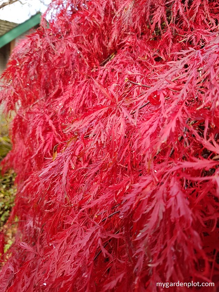 Weeping or Laceleaf Japanese Maple Tree And Autumn Colour