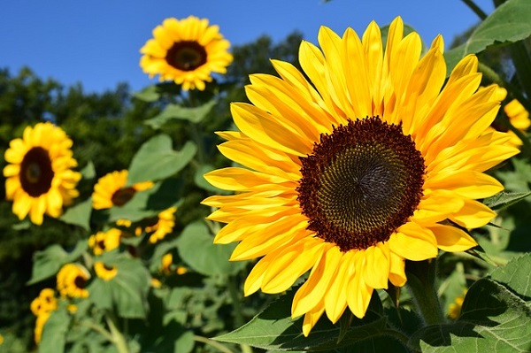 Sunflowers - How to Plant, Grow, and Care for Sunflower