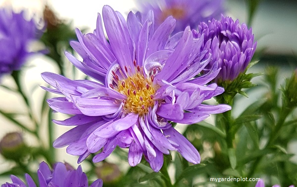 Aster novi-belgii 'Days' Flowerhead - Ray Florets And Disc Florets - (photo by Rosana Brien / My Garden Plot)