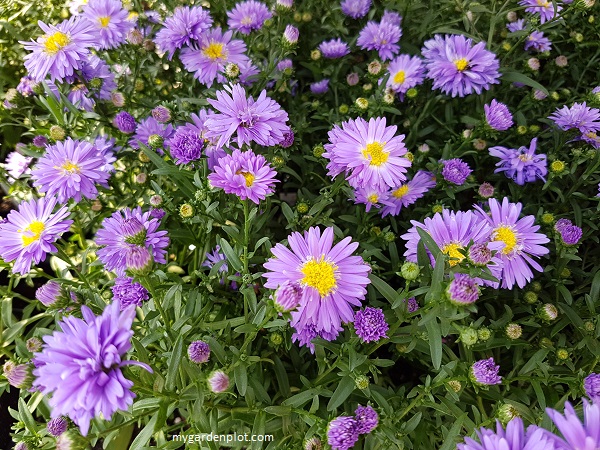 Aster novi-belgii 'Dragon' (photo by Rosana Brien / My Garden Plot)