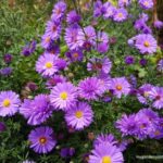 Guide To Growing Aster: How To Plant, Grow And Care For Aster Flowers