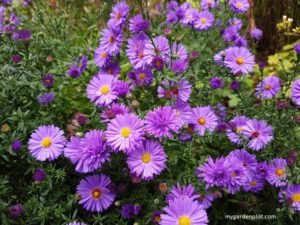 Guide To Growing Aster: How To Plant, Grow And Care For Aster Flowers