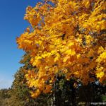 Fall Gardens