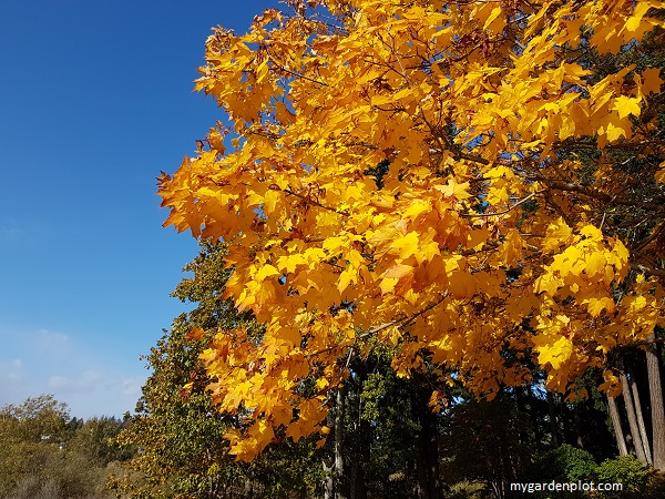 You are currently viewing Fall Gardens