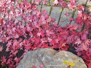 Autumn Leaves In The Garden - What To Do In The Garden In November / Gardening Checklist For Late Autumn