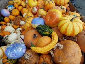 Autumn Pumkins (photo by Trevor Brien / My Garden Plot)