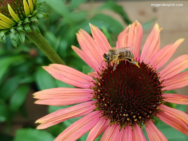 Bee On Echinacea Rainbow Marcella Coneflower (photo by Rosana Brien / My Garden Plot)