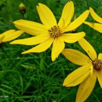 How To Plant, Grow And Care For Coreopsis (Tickseed)