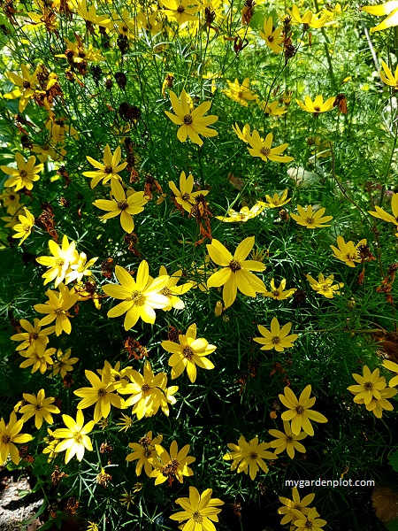 Coreopsis verticillata (Threadleaf Tickseed) Garden Border (photo by