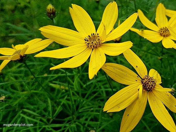 You are currently viewing How To Grow Coreopsis